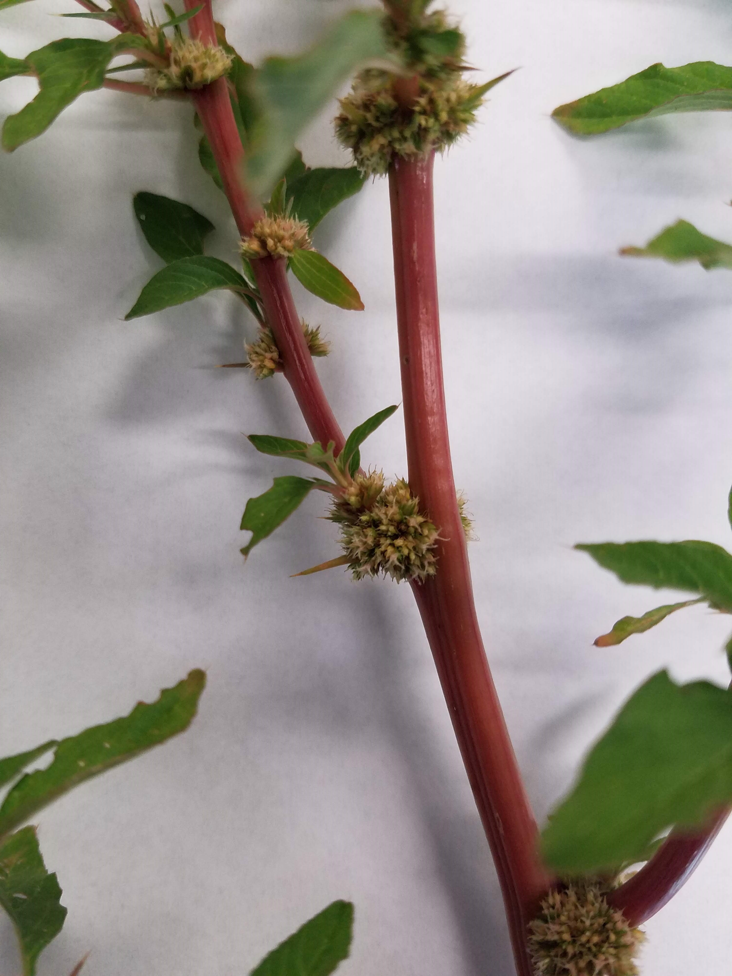 Controlling pigweed in home gardens